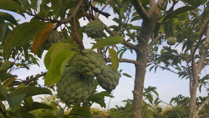 mangcaudai